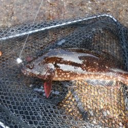 ロックフィッシュ 三種類